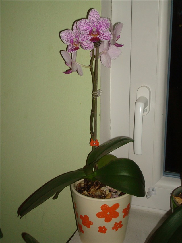 Phalaeonopsis